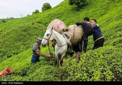 ایران زیباست | برداشت چای بهاره - گیلان
