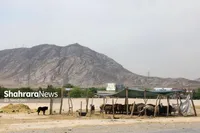 در «مهد توس» خبری از فروشگاه‌های شیکان‌پیکان نیست | بازاری که بوی گوسفند می‌دهد