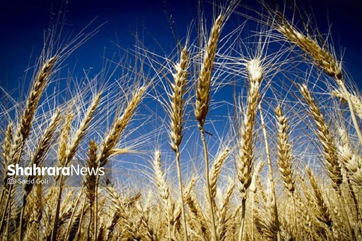 خرید تضمینی گندم در خراسان‌رضوی از ۸.۵ هزار تن عبور کرد (۴ خرداد ۱۴۰۴)