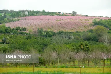 ایران زیباست | طبیعت بهاری روستاهای اطراف ساری