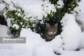 پیش‌بینی هواشناسی کشور (چهارشنبه، یکم بهمن ۱۴۰۴) | سرما و بارش برف و باران در نواحی شرقی