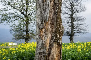 عکس‌هایی از مزارع کلزا