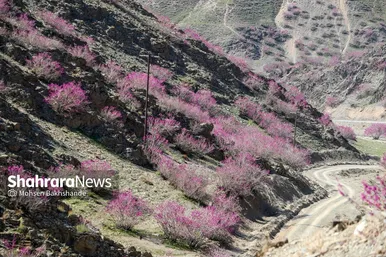 ایران زیباست | «ارغوان» پنجه‌ی خونین زمین