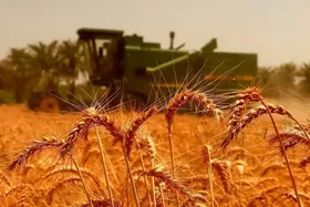 مطالبات گندم&zwnj;کاران در اسرع وقت پرداخت می&zwnj;شود