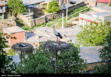 ایران زیباست | همزیستی لک‌لک‌ها و انسان در روستای دره‌تفی - مریوان