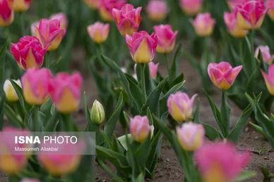 ایران زیباست | دهمین جشنواره لاله‌های کرج