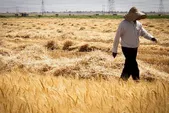 ۹۸ درصد مطالبات گندمکاران خراسان رضوی پرداخت شد