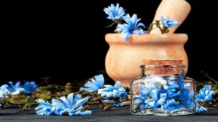 عرق کاسنی چه خواصی دارد؟