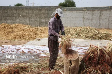 گزارش تصویری | جاروبافی در روستای ملاحسن