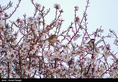 شکوفه‌های بهاری ابهر - زنجان
