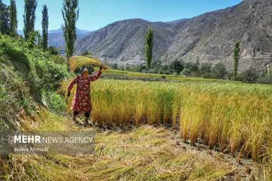 گزارش تصویری | برداشت سنتی برنج در سوادکوه