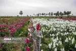 مزرعه گل شب‌بو در شهرستان حمیدیه