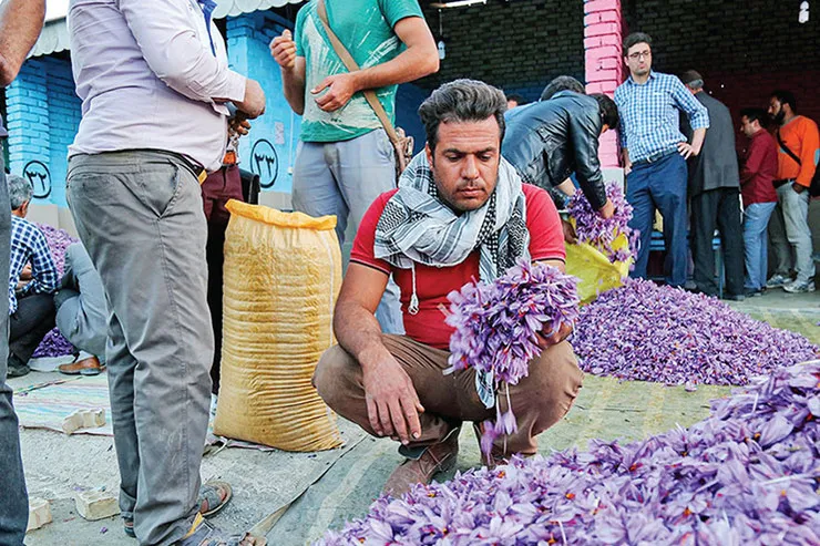بختک کرونا بر سر طلای سرخ