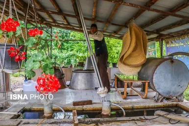 ایران زیباست | گلاب گیری در روستای گیلده گیلان
