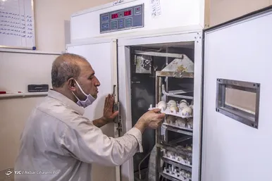 مزرعه پرورش طاووس