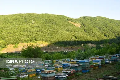 ایران زیباست | زنبورستان‌های آستارا