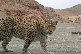 مقابله پلنگ با کوهنوردان خوافی&nbsp;