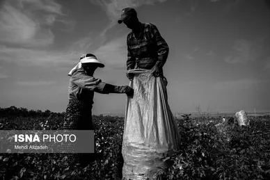 گزارش تصویری | برداشت پنبه در خراسان شمالی