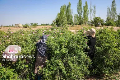 گزارش تصویری | برداشت گل محمدی در روستای فرخد