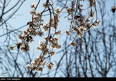 ایران زیباست | اندک اندک می‌رسد اینک بهار