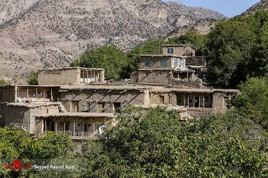 برداشت گردو در اطراف شهر درگز