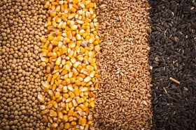 آغاز طرح توزیع ۴ هزار تن نهاده دامی مدت&zwnj;دار به عشایر خراسان رضوی