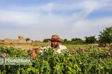 برداشت گل محمدی در روستای فرخد