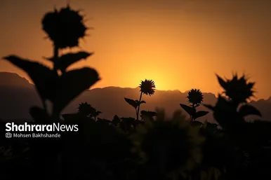 مزرعه آفتابگردان در حوالی برج رادکان