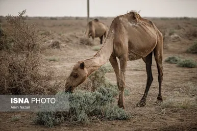 پرورش شتر در هویزه