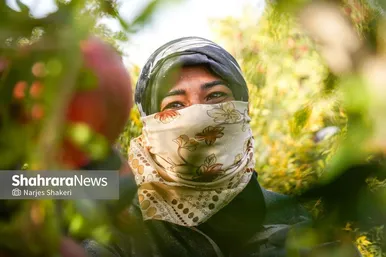 گزارش تصویری | فصل برداشت انار از باغ‌های شهرستان کاشمر