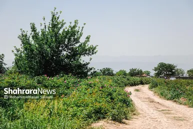 گزارش تصویری | برداشت گل محمدی از روستای فرخد «قمصر خراسان»
