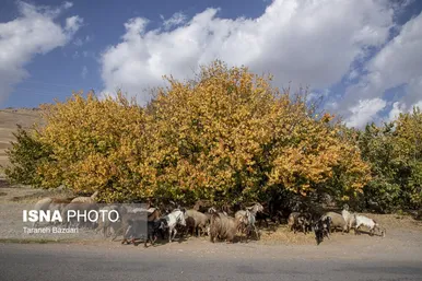 ایران زیباست | طبیعت پاییزی شهرستان اَلِشتَر