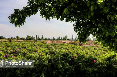 برداشت گل محمدی در روستای فرخد