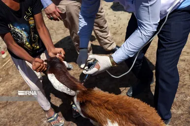 واکسیناسیون دام در مناطق سیل زده