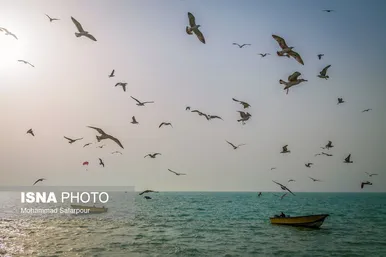ایران زیباست | خلیج‌فارس