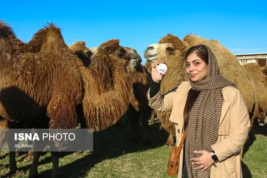 مزرعه شتر دوکوهانه در استان اردبیل