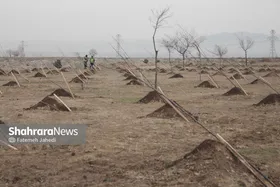 مدیرکل منابع طبیعی خراسان رضوی: ۴۰۰ هزار اصله نهال از ابتدای هفته توزیع شد