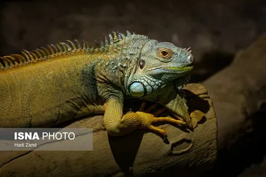 عکس‌هایی از باغ وحش بزرگ تهران