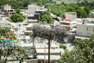 «خداوند لک‌لک‌ها را دوست دارد»