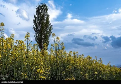 ایران زیباست | کشت کلزا در شهرستان سلسله - لرستان