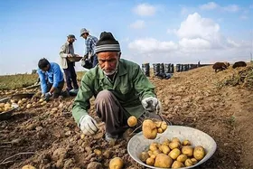 افزایش ۱۰ درصدی تولید سیب&zwnj;زمینی در خراسان رضوی باوجود کاهش منابع آبی