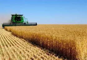 وزیر کشاورزی خبر داد: ارائه تخفیف ۵۰ درصدی آب&zwnj;بها و یارانه کود برای کشاورزانی که الگوی کشت را رعایت کنند