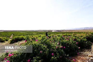 برداشت گل محمدی در کاشان