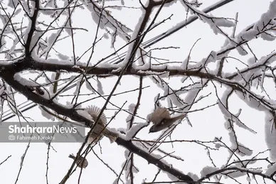 گزارش تصویری | بارش زیبای برف در مشهد