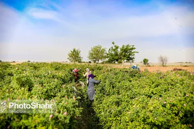 برداشت گل محمدی در روستای فرخد