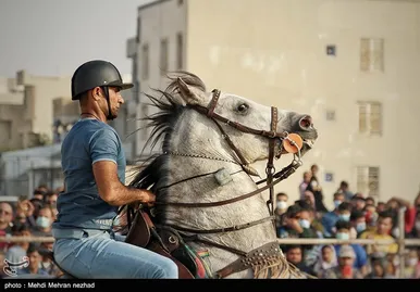 دومین فستیوال کشوری اسب اصیل ایرانی در بوشهر