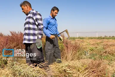 گزارش تصویری | جاروی سنتی قَرامَلِک