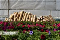 گیاهان آپارتمانی امسال در مشهد افزایش قیمت ندارد | توصیه‌هایی برای نگهداری گل و گیاه آپارتمانی