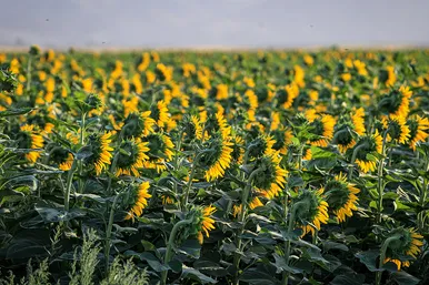 مزرعه آفتابگردان