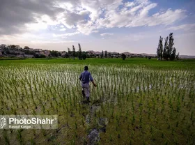 با دستور رئیس&zwnj;جمهور یک خط اعتباری برای خرید برنج کشاورزان مازندرانی گشایش یافت
